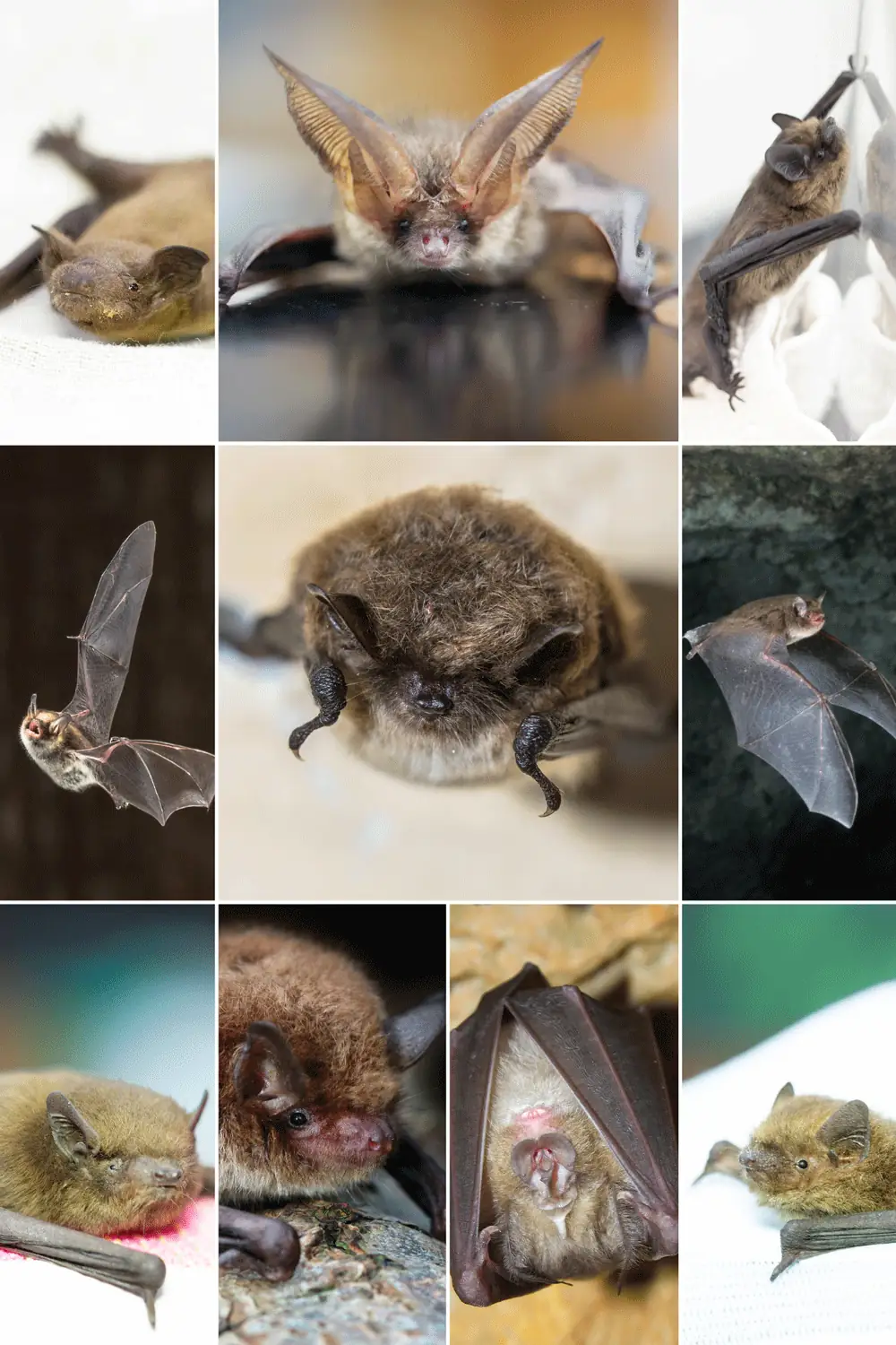 Bats_WEB