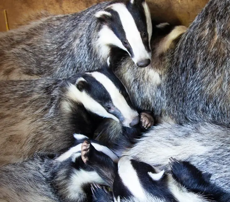 badgers