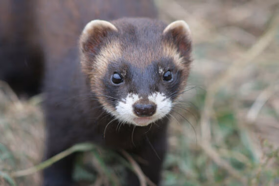 Polecat_Web2