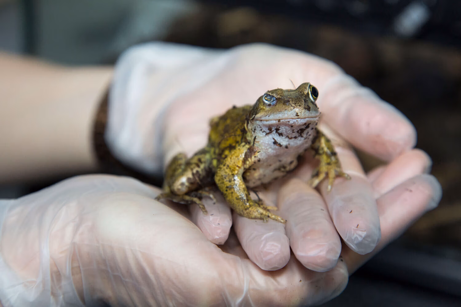 frog-injured-eye_WEB