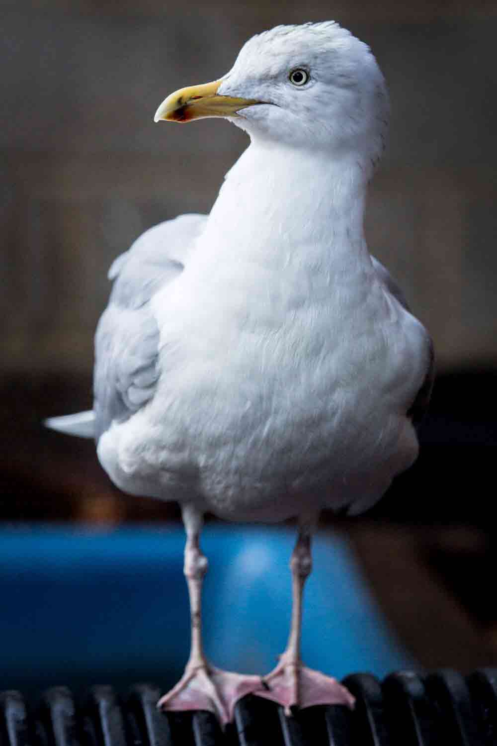 2018-01-03BotulismHerringGullFullBody1-2