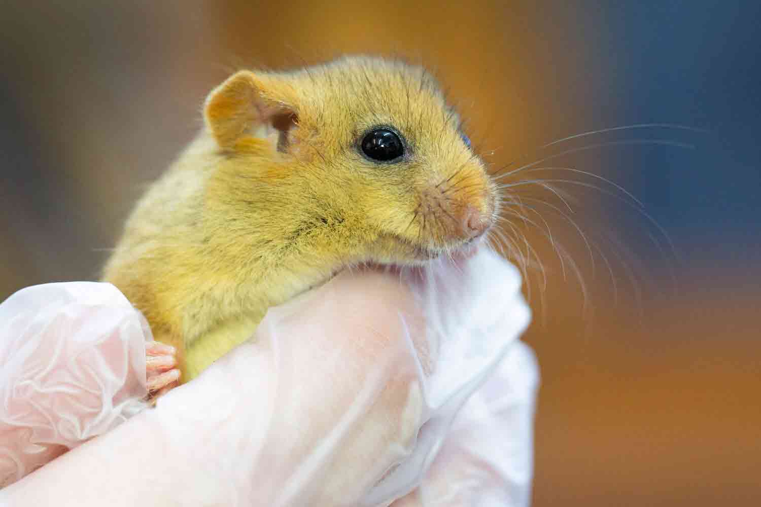 2022-02-24DormouseBlownOutOfTreeCloseUpWEB-2