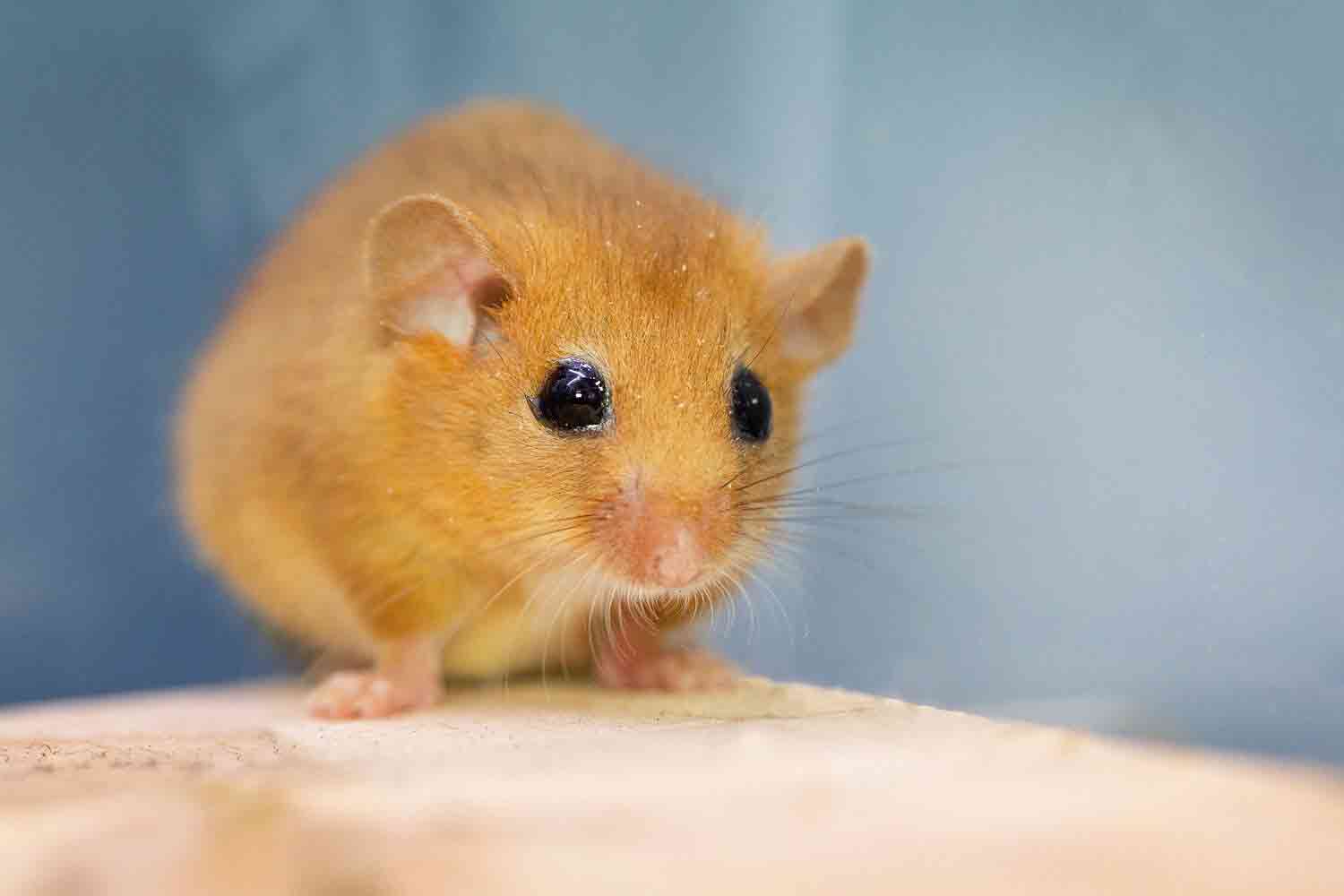 2023-05-02DormouseRelease1WEB-2