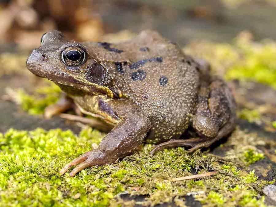 Common-Frog-_Web4-2
