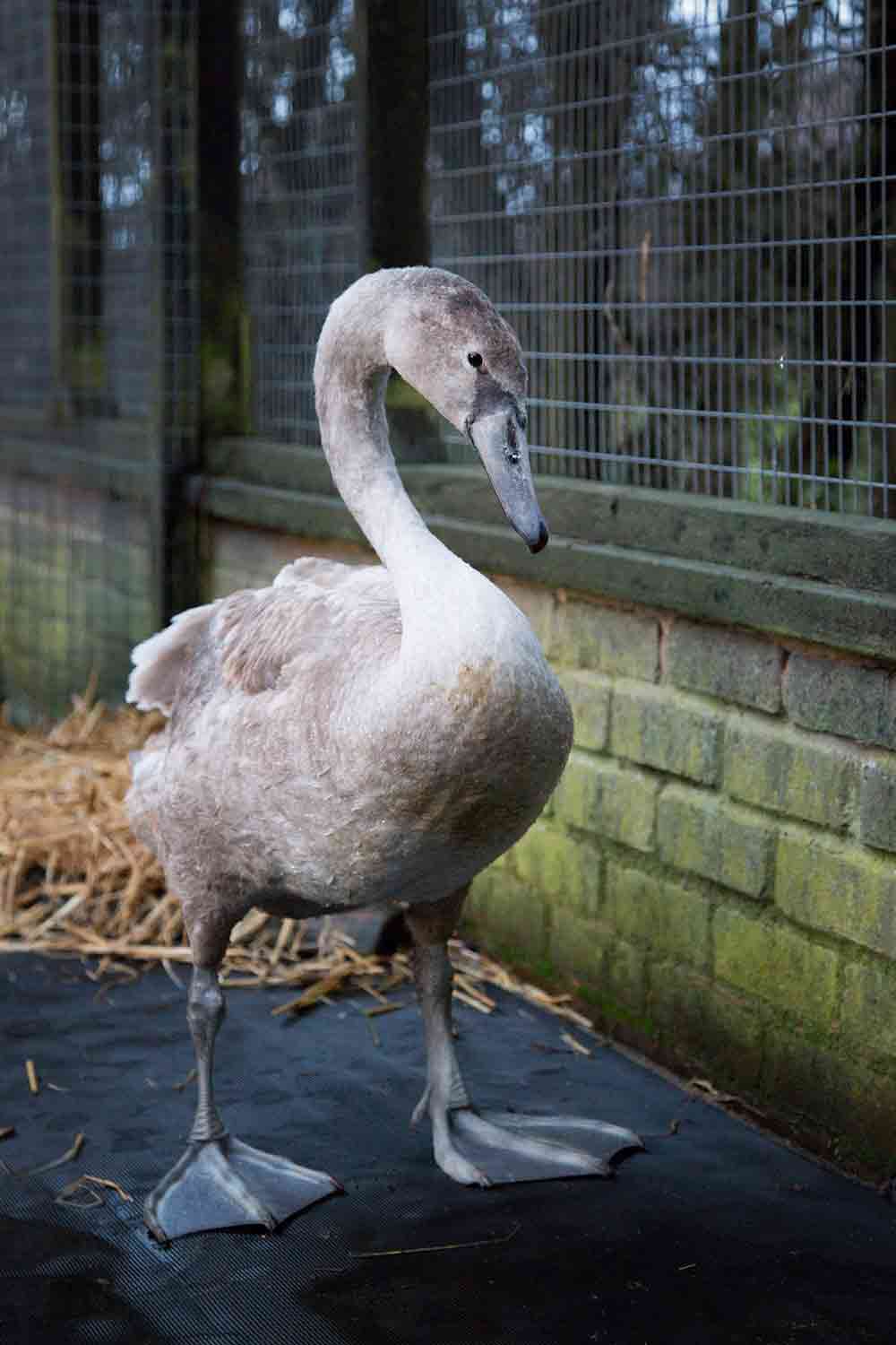 Cygnet_Web-2
