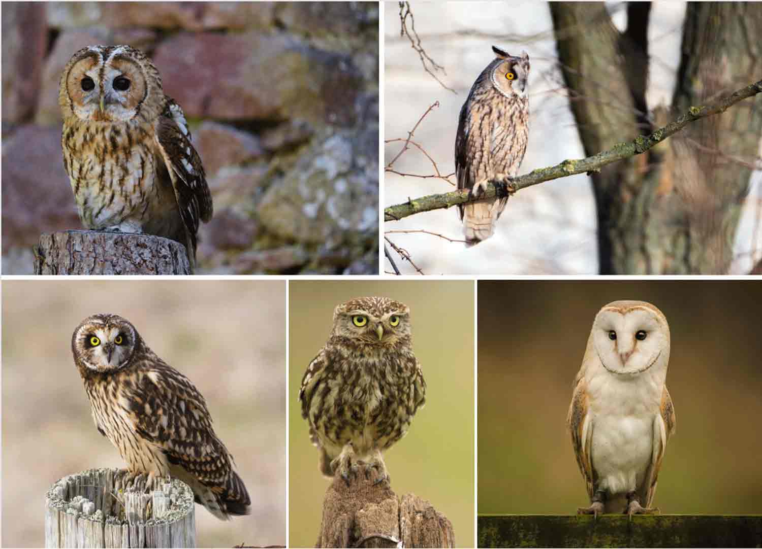 Owl-species-2