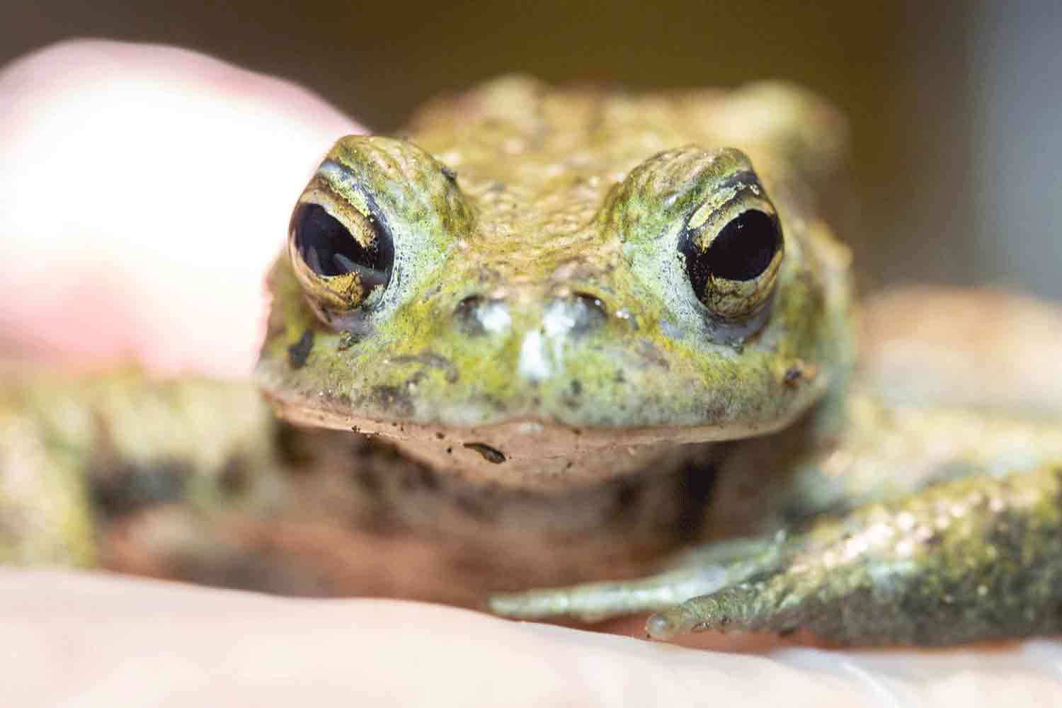 Toad2_Web_2024-10-07-140236_vdwl-2