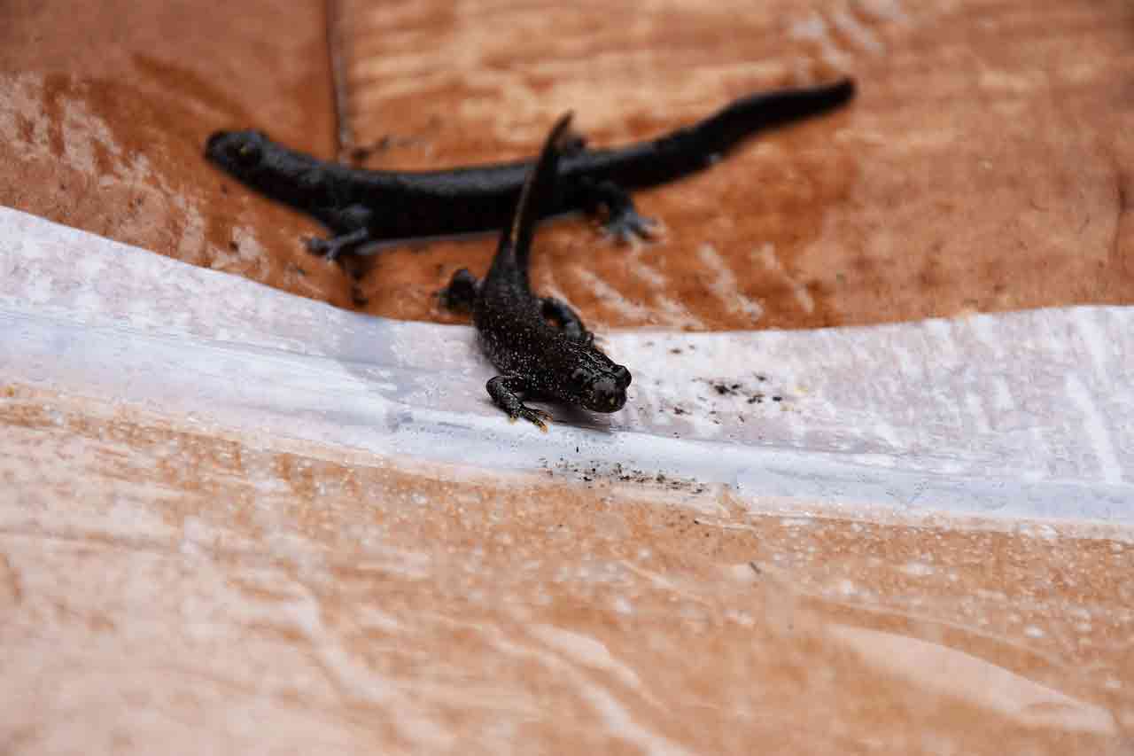 great-crested-newt-5362983_1280