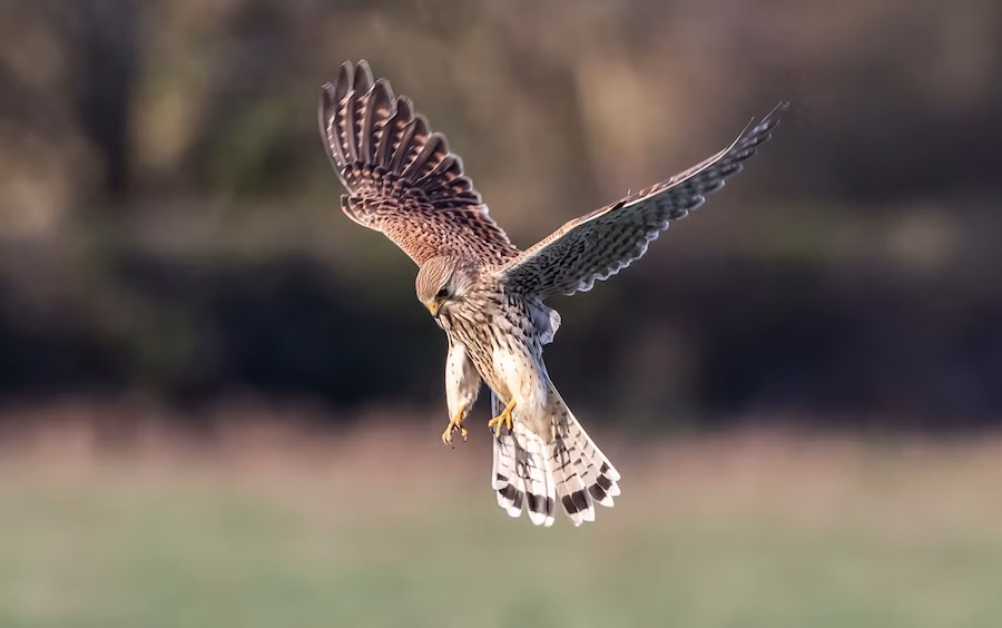 kestrel_WEB