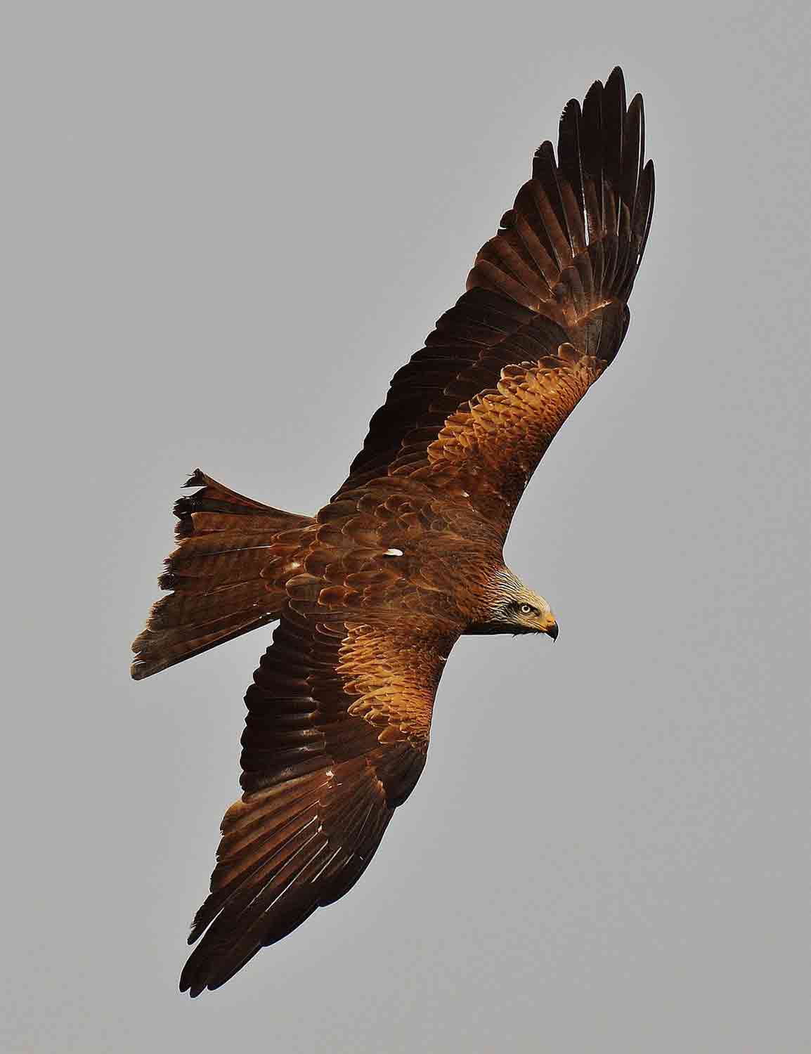 red-kite-1-2