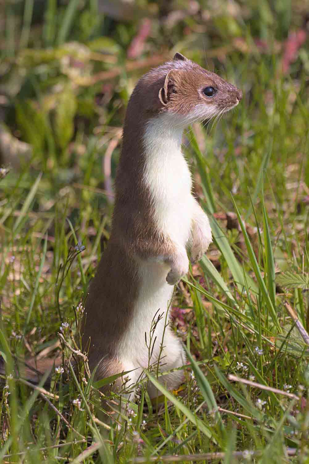 weasel-6147165_1280_Web-2