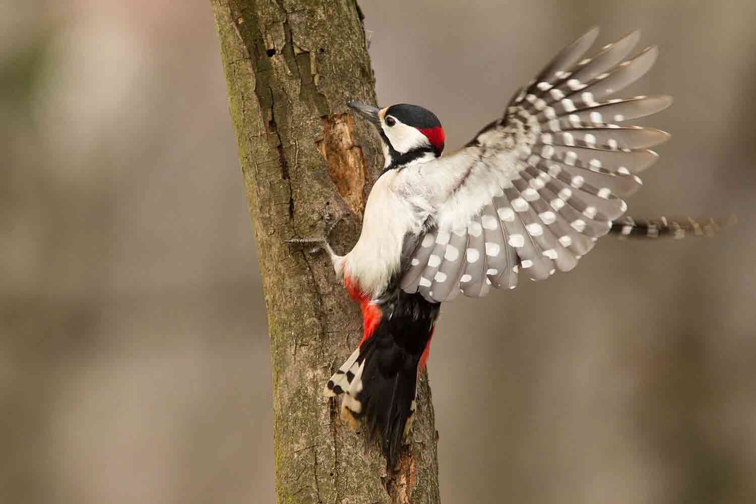 woodpecker-5081645_1280.jpg_WEB-2