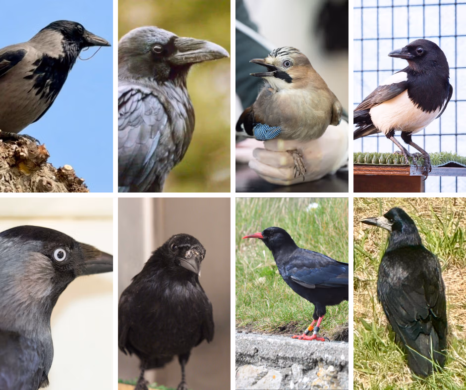 Corvids