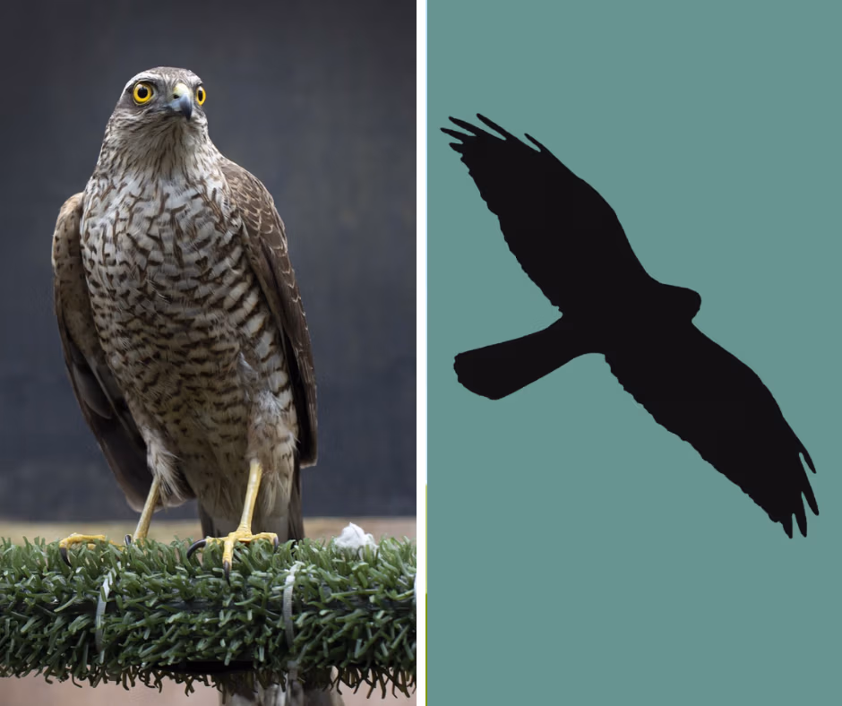 sparrowhawk