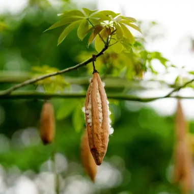 Nesting Material - Kapok Wool Water-Repellent