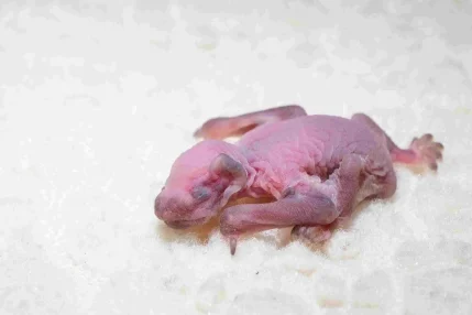 19-Soprano-Pipistrelle-1