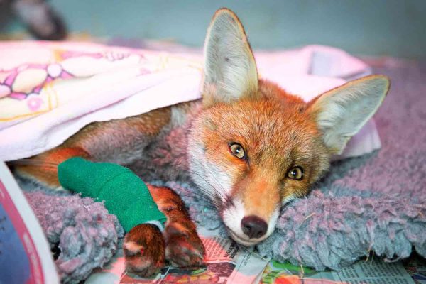 2019-08-09FoxSuspectedRTAOnDripCloseUp_WEB-2