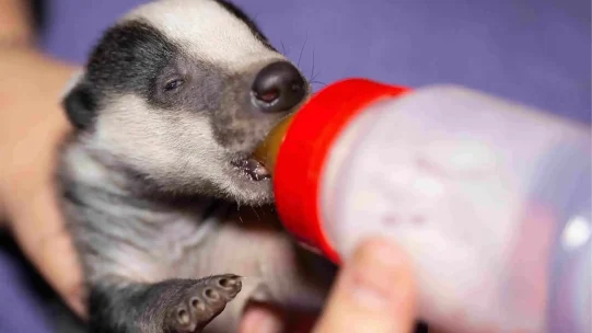 2022-03-03FirstBadgerCubOf2022FromNorfolkFeeding1