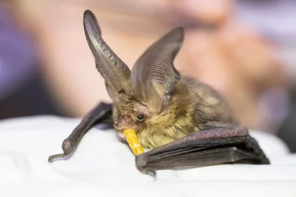 2022-06-10-Long-eared-bat-water-tank-2