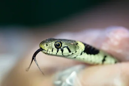 2022-06-24-Young-grass-snake-2