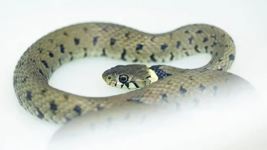 2022-06-24-Young-grass-snake-3