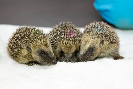 2022-07-04-Three-hoglets-orphaned