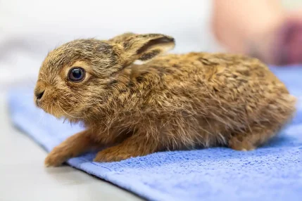 2022-08-10-Leveret-found-on-vuilding-site