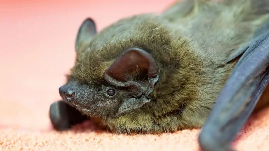 2022-10-04-Leisler-Bat-2