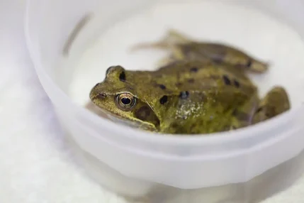 2022-10-05-Frog-cat-attack-2