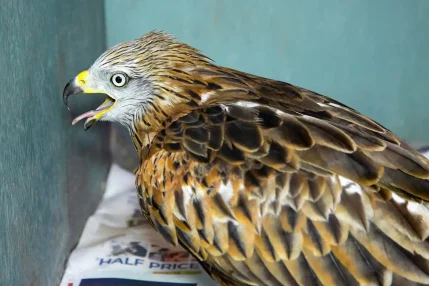 2022-10-17-Huge-Red-Kite-3