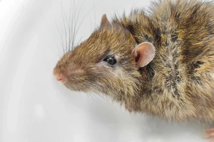 2022-11-09-Giant-Rat-infected-wound-near-tail-1