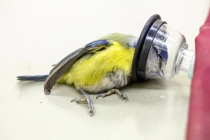 2022-12-15-Blue-tit-broken-wing-3