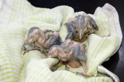 2023-05-19NestOfYoungWoodpeckersTreeCutDownGroup-WEB_2023-06-07-092228_xddr