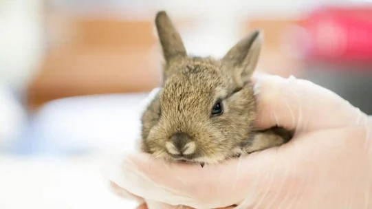 Adopt_Rabbit