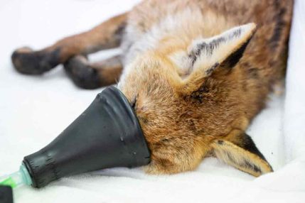 EarInfectionFox_RescueStory