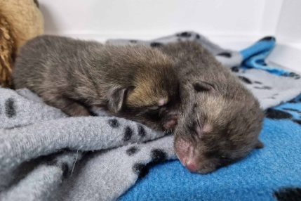 FirstFoxCubsof2025_WEB