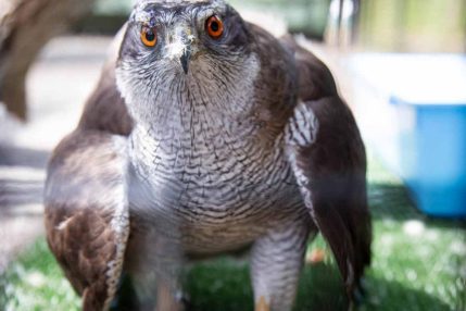 Goshawk_Profile2