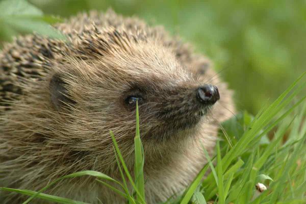Hedgehog1_2023-09-12-131244_xmlm-2