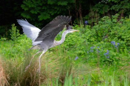 Heron_Release_Web