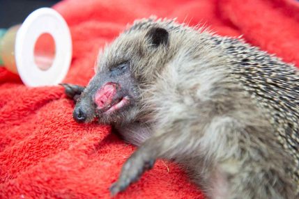 Hog-Wound-to-face_WEB