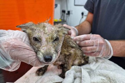 MangeFoxCubOnAdmission