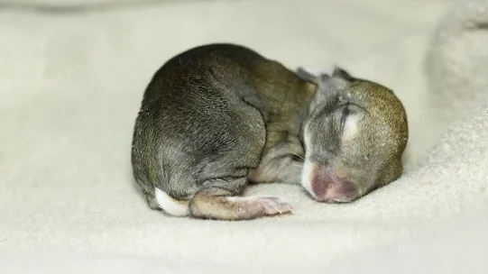 Rabbit-kit-caught-by-dog-2