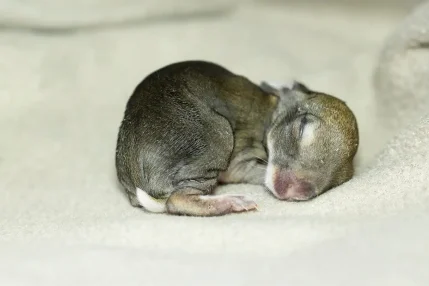 Rabbit-kit-caught-by-dog-2