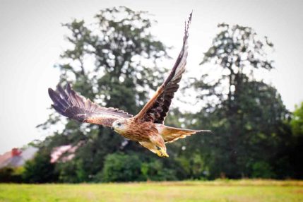 RedKite_Release
