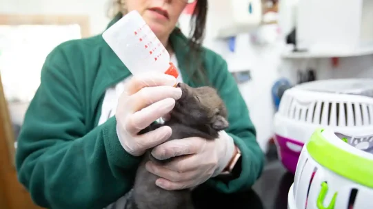 Rescue-story-4_WEB (1)