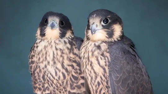 Second-peregrine-falcon-rescue-1