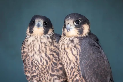 Second-peregrine-falcon-rescue-1