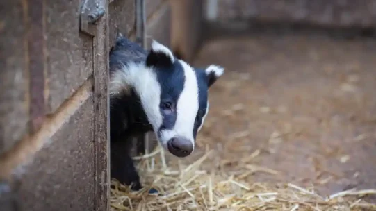 badger