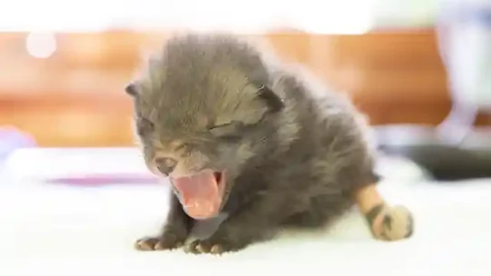 fox-cub_2022-06-06-134108_guhf